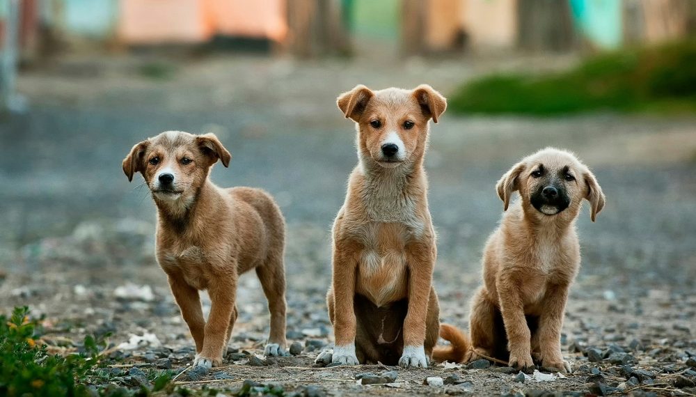 From Skeptical to Loyal: Why Thousands of Pet Parents Switched to BudgetPetCare.com