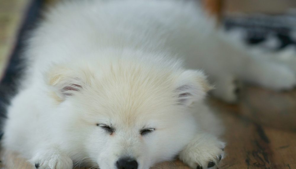 A New Partnership That Puts Pets First: The Tired Couple & JustFoodForDogs