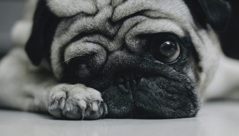 Where to Buy Flea and Tick Medicine — How Our Partnership with BudgetPetCare Helps You Save