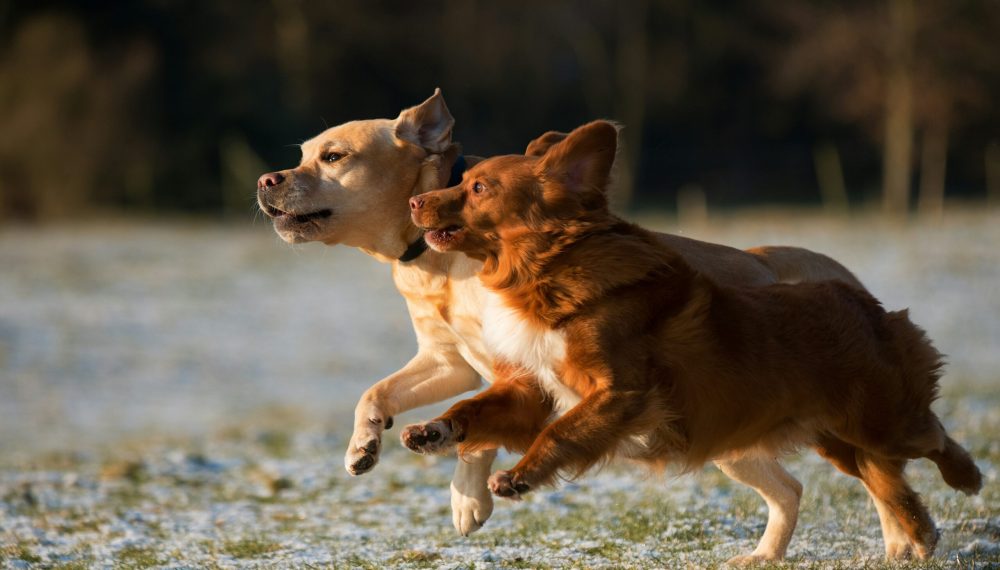 Where to Buy Flea and Tick Medicine — Halloween Savings Up to 30% Off